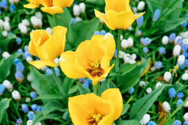 bella carta da parati di tulipani in fiore Olanda Paesi Bassi