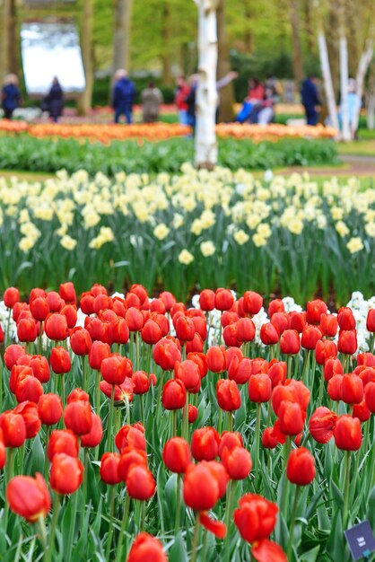 bella carta da parati di tulipani in fiore Olanda Paesi Bassi