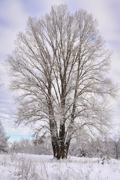 Bella carta da parati invernale