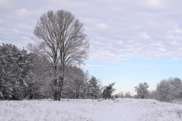 Bella carta da parati invernale