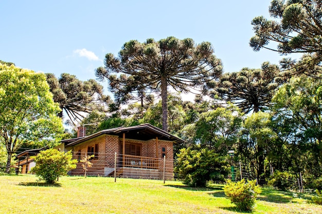 Bella casa di campagna negli alberi di araucaria del Brasile