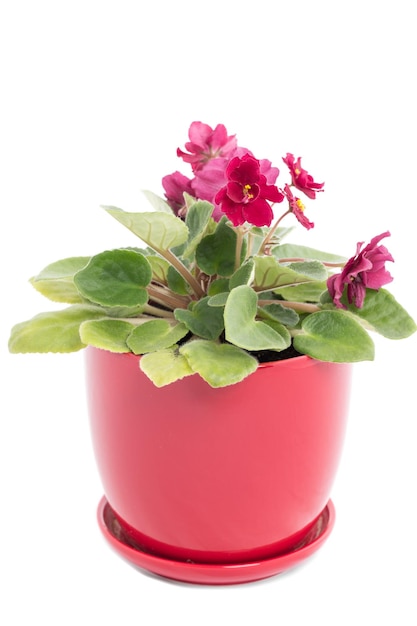 Bella casa fiori viole in vaso di ceramica rossa isolata su uno sfondo bianco