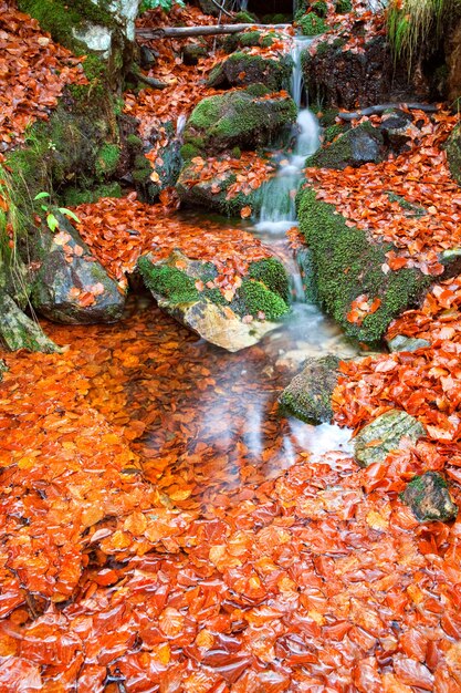 Bella cascata cascata nella foresta di autunno