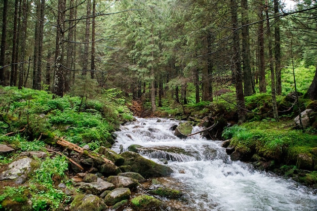 Bella cascata di montagna con alberi sullo sfondo