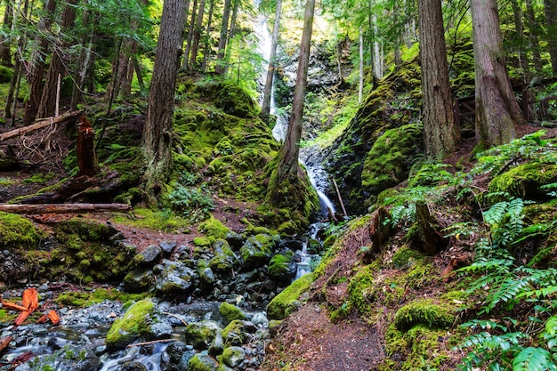 Bella cascata nell'isola di Vancouver, Canada