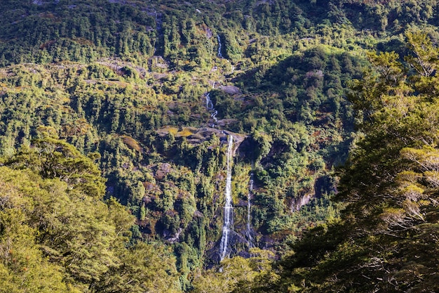 Bella cascata nella foresta pluviale verde, Nuova Zelanda