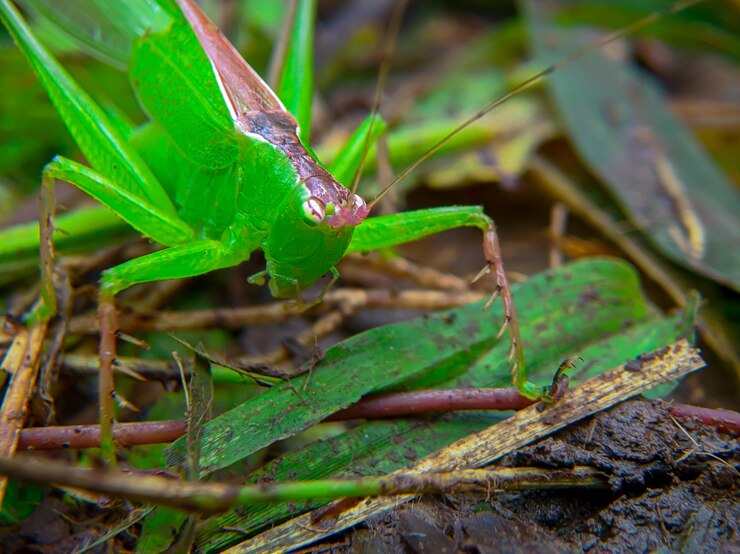 Foto bella cavalletta verde tropicale nella foresta