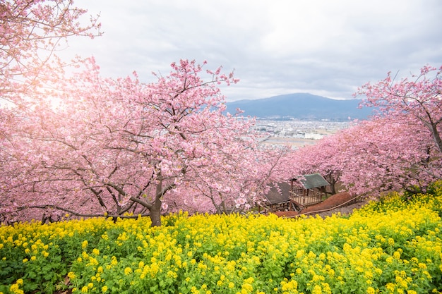 Bella Cherry Blossom a Matsuda, in Giappone