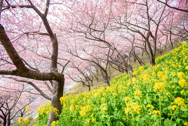 Bella Cherry Blossom a Matsuda, in Giappone