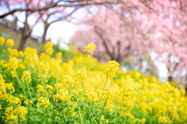 Bella Cherry Blossom a Matsuda, in Giappone