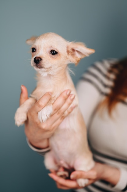 Bella chihuahua pigmeo nelle mani su sfondo blu