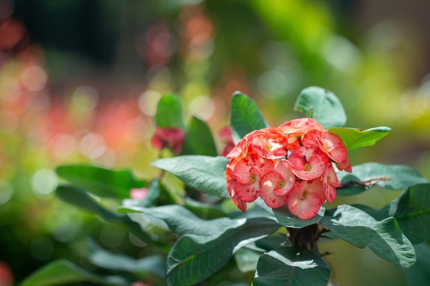 Bella chiuso di corona di spine o fiori di Cristo spina