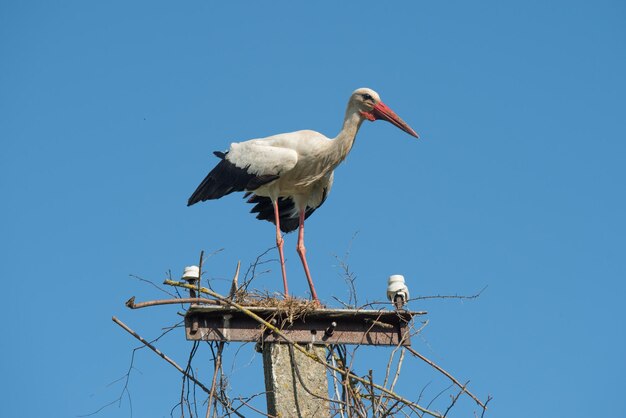 Bella cicogna bianca ciconia ciconia su uno sfondo di cielo blu