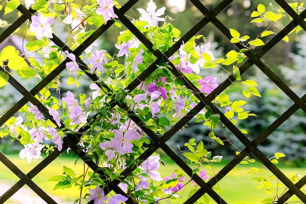 Bella clematide in fiore in un gazebo o padiglione da giardino