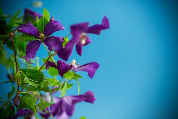 Bella clematide in fiore su sfondo blu