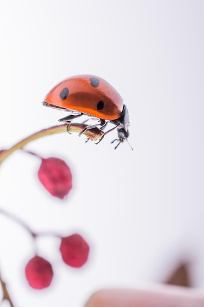 Bella coccinella rossa che cammina su un frutto selvatico