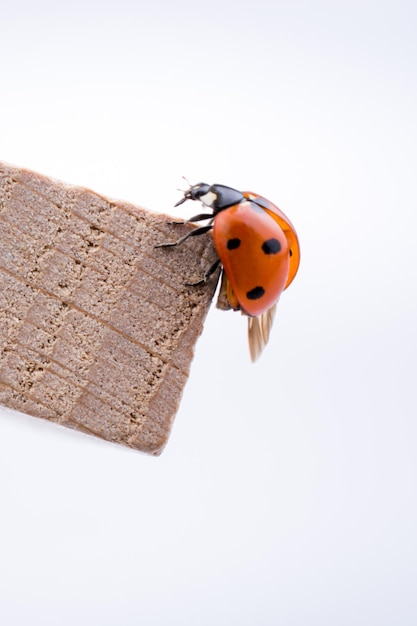 Bella coccinella rossa che cammina su un pezzo di legno