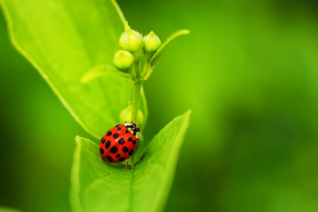 Bella coccinella rossa che striscia su una foglia verde, bello sfondo naturale.