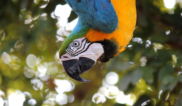 Bella collezione di uccelli per sfondi o poster