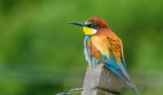 Bella collezione di uccelli per sfondi o poster