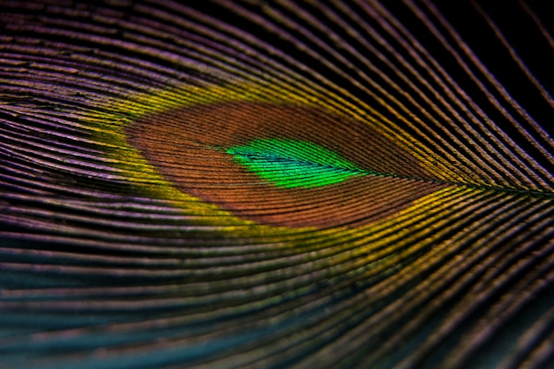 Bella colorata piuma di pavone. Foto a macroistruzione artistica