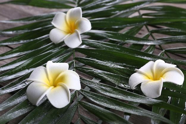 Bella composizione di fiori di frangipani con foglie di palma su fondo di legno da vicino