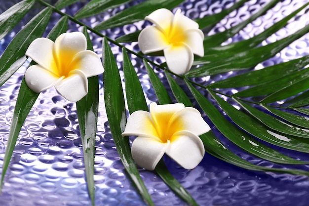 Bella composizione di fiori di frangipani su foglie di palma da vicino