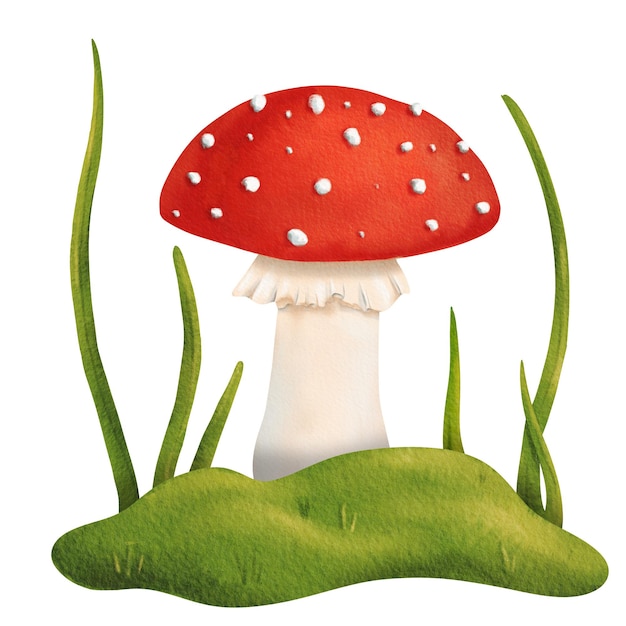 Bella composizione forestale fungo mosca agarico circondato da erba verde fresca acquerello isolato illustrazione manuale libro di testo manuale tutorial manuale guida libro di lavoro quaderno di esercizio