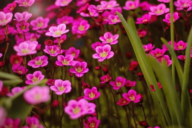 Bella concezione rosa e blu fiori di piccole dimensioni che fioriscono nel giardino da vicino