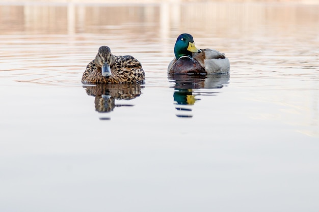 Bella coppia di anatre e drake navigano sul fiume