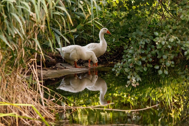 Bella coppia di oche in piedi sulla riva