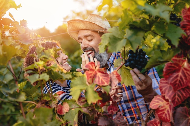 Bella coppia sorridente che taglia l'uva in una vigna. Stanno assaggiando l'uva nera e si divertono.