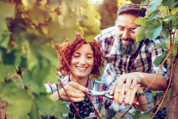 Bella coppia sorridente che taglia l'uva in una vigna.