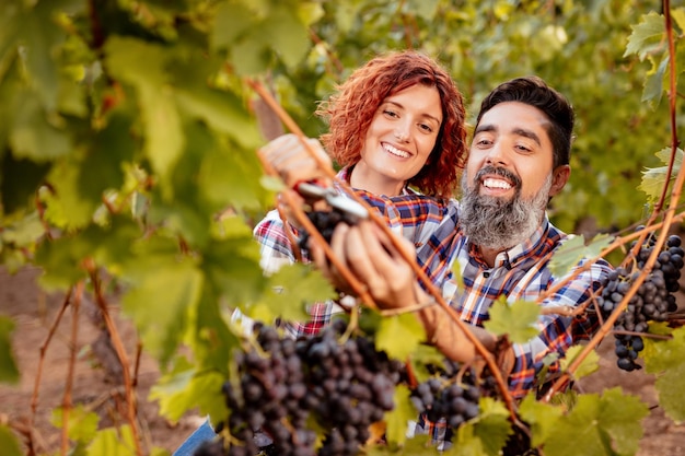 Bella coppia sorridente che taglia l'uva in una vigna.