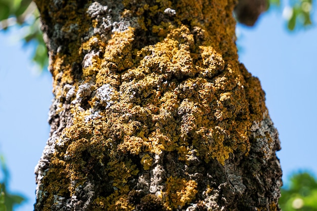 Bella corteccia di albero insolita ricoperta di funghi legnosi gialli