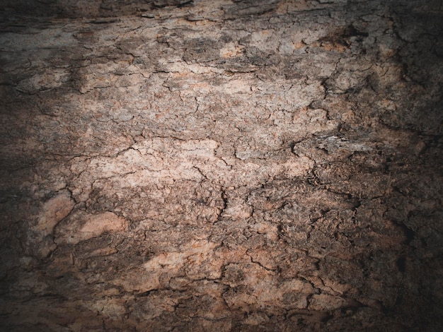 Bella corteccia naturale dell'albero della superficie dell'epidermide del sughero della corteccia dell'albero per progettazione o progettazione natura backgroundx9