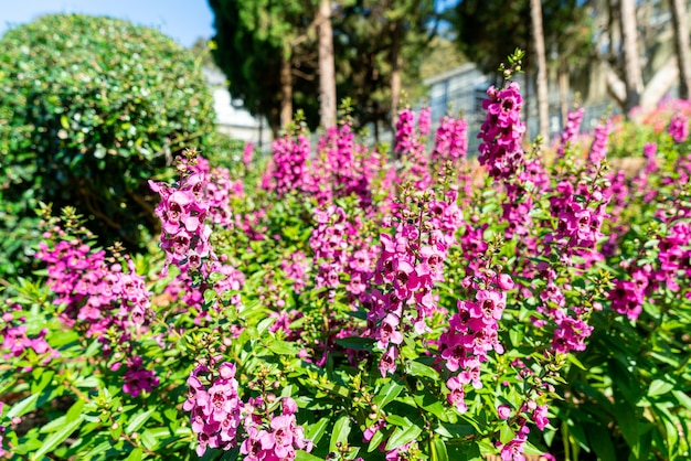 bella decorazione floreale nel giardino di casa