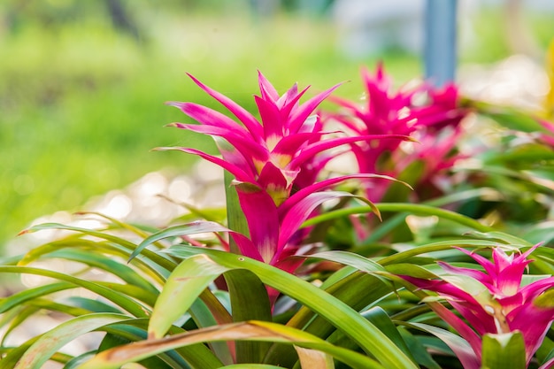 Bella di bromelia in giardino bromelia.