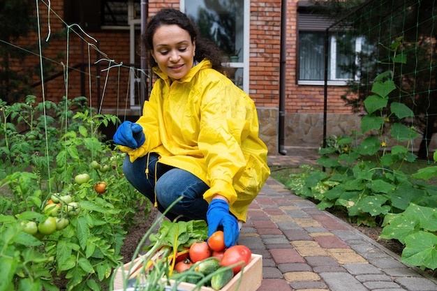 Bella donna agricoltore in cappotto giallo impilamento raccolto raccolto di pomodori in una scatola di legno Hobby agricolo Agricoltura
