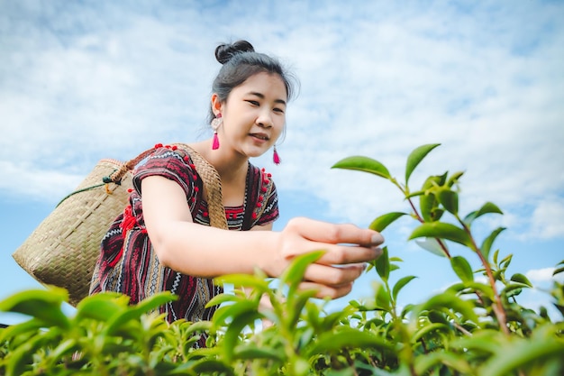 Bella donna asiatica Raccolta delle foglie di tè al mattino foglie di tè nel campo del tè