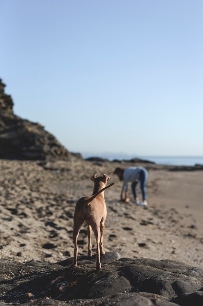 Bella donna bruna che gioca con il cane sulla spiaggia