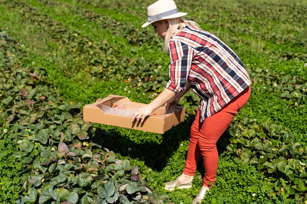 Bella donna che mangia una fragola mentre raccoglie fragole in una fattoria