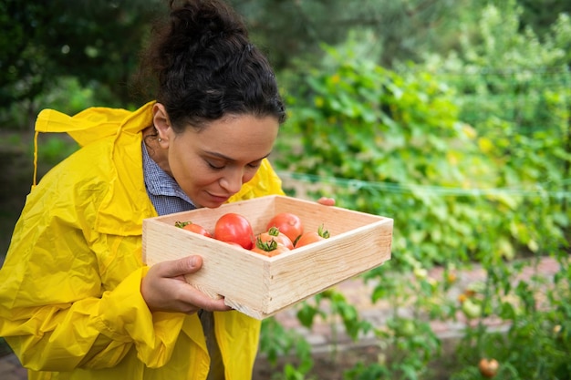 Bella donna giardiniere che odora un raccolto appena raccolto di pomodori organici maturi coltivati nel suo orto
