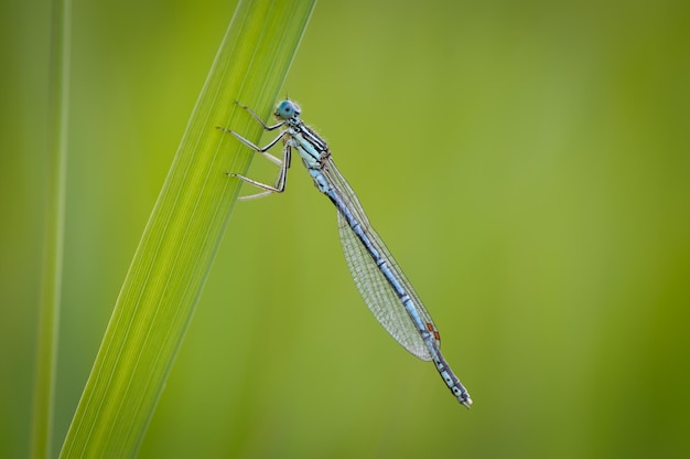 Bella e carina libellula Damselfly dalle gambe bianche