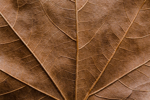 Bella e dettagliata foglia macro