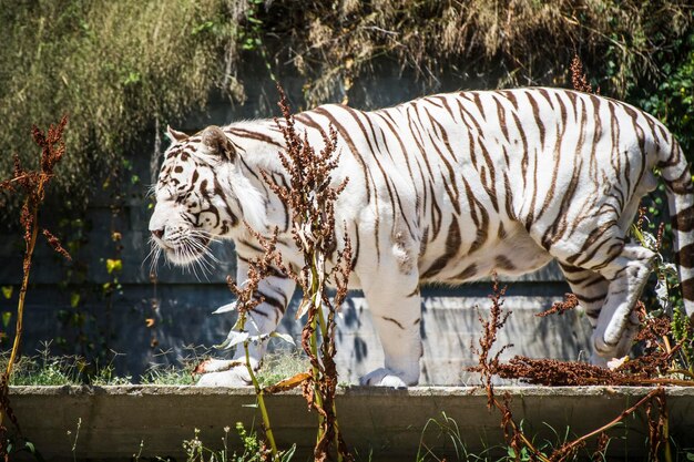 bella e potente tigre bianca che riposa al sole