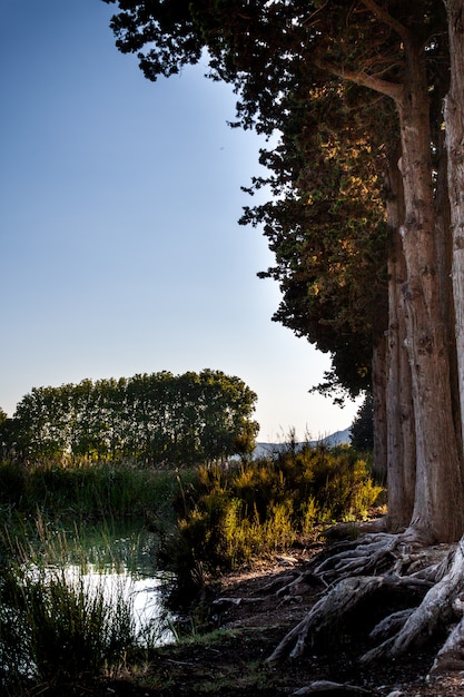 Bella e tranquilla vista sul lago con alberi