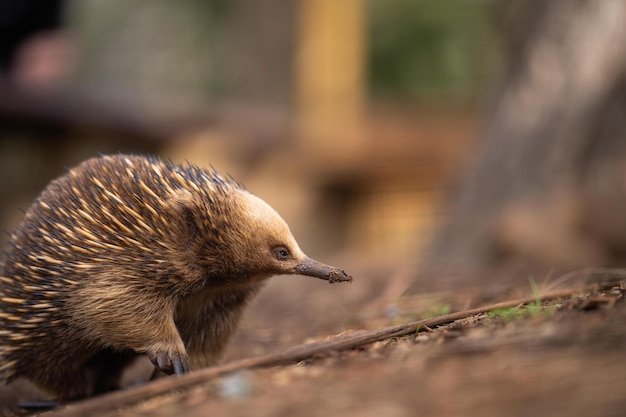 Bella echidna nel bush australiano nell'entroterra della Tasmania Fauna australiana in un parco nazionale in Australia in primavera