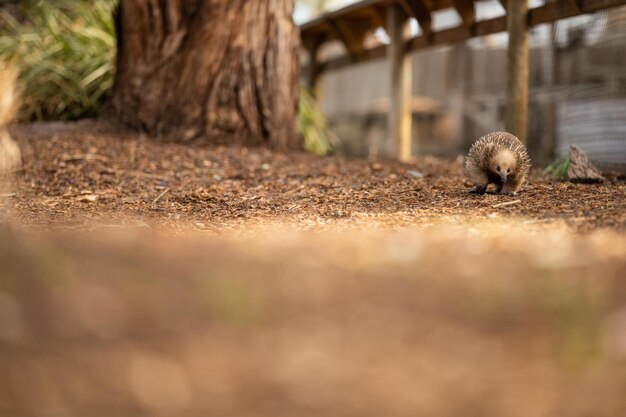 Bella echidna nel bush australiano nell'entroterra della Tasmania Fauna selvatica australiana in un parco nazionale in Australia in primavera