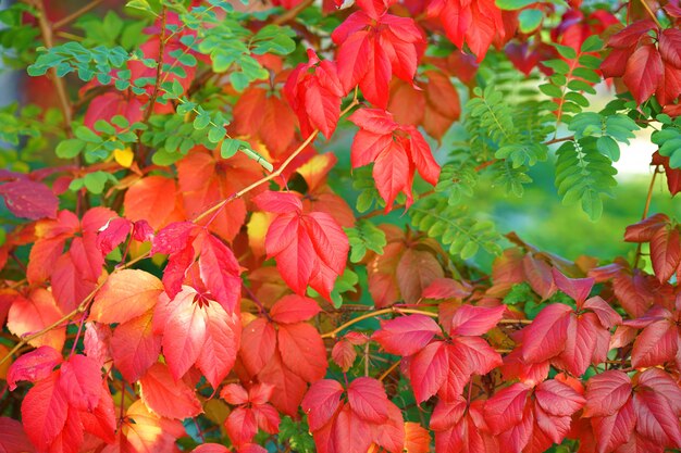 Bella edera rampicante con foglie rosse